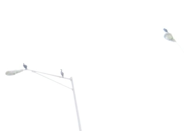 Birds!